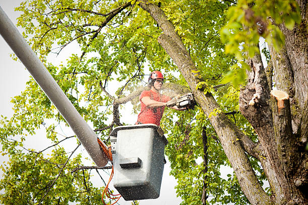 Best Arborist Services Near Me  in Borger, TX